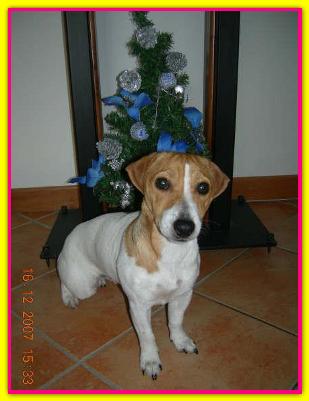 Ivy, Jack Russell