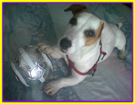 Jack, Jack Russell