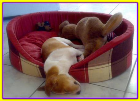 Jack, Jack Russell