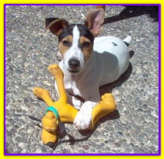 Jack, Jack Russell