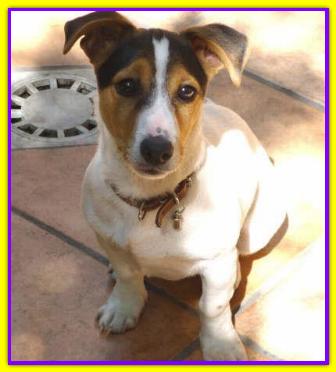Jack Emlin, Jack Russell