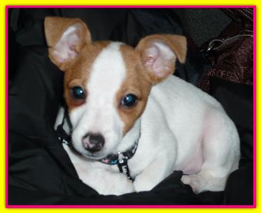 Jackie, Jack Russell