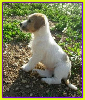 Jacktiger, Jack Russell