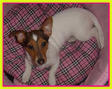 Jacky, Jack Russell