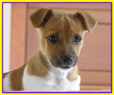 Jako, Jack Russell