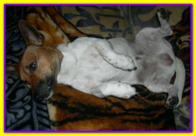 Jeck, Jack Russell
