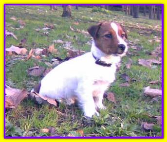 Jimmi, Jack Russell