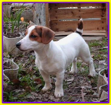 Johnny, Jack Russell