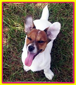 Joy, Jack Russell