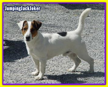 Jumping Jack Jocker Jack Russell