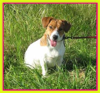 Kasia, Jack Russell