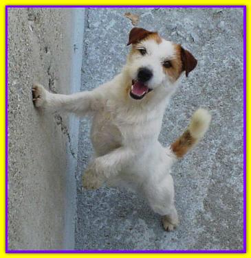 Kilian, Jack Russell