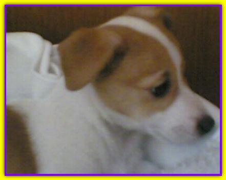 King, Arthur, Jack Russell