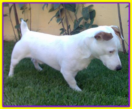 Kumash, Jack Russell