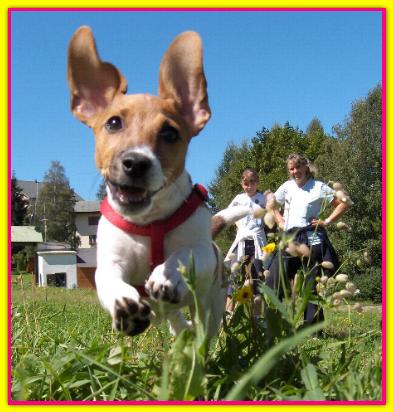 Lilla, Jack Russell