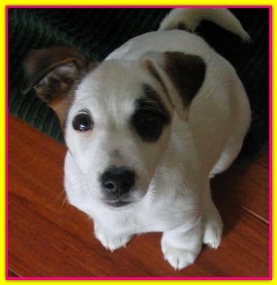 Lily, Jack Russell