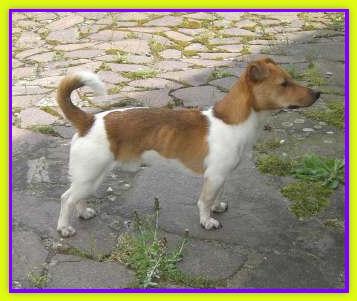 Lino, Jack Russell