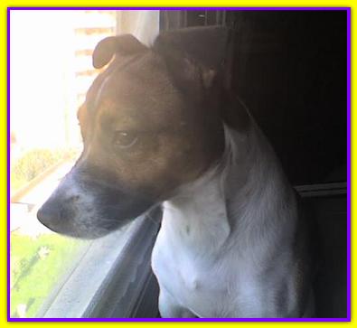 Linus, Jack Russell