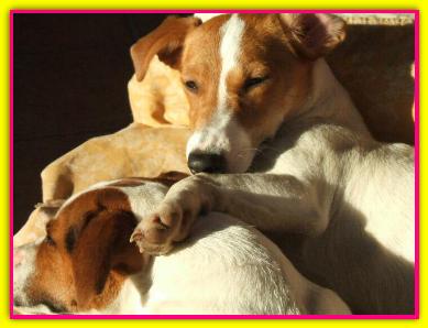 Lola, Jack Russell