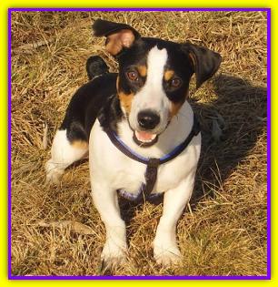 Lucky, Jack Russell