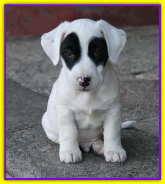 Lucky Luke, Jack Russell