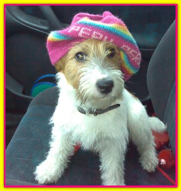 Lucy, Jack Russell