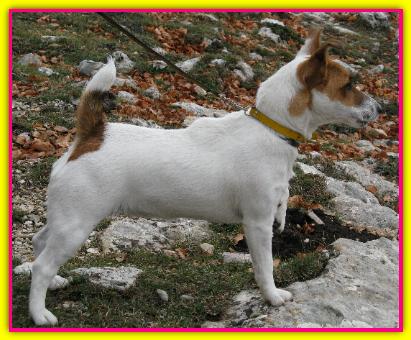 Luna, Jack Russell