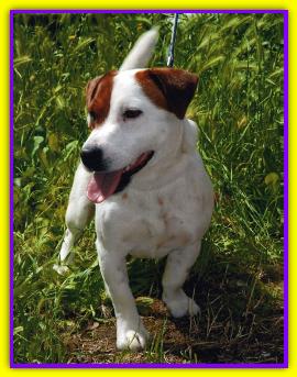 Macchia tabarrino, Jack Russell