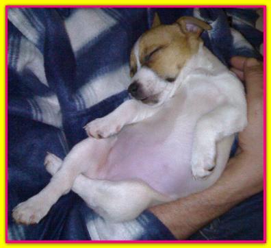 Mafalda, Jack Russell