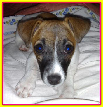 Maffy, Jack Russell