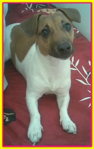 Maggie, Jack Russell