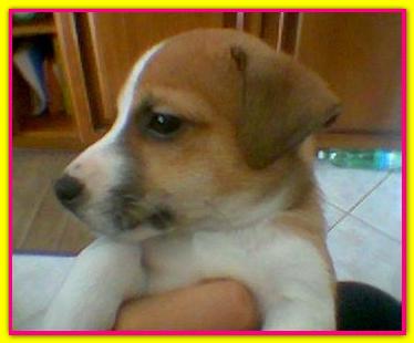 Maggie, Jack Russell