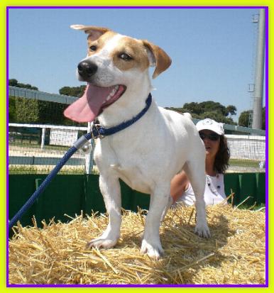 Mambo, Jack Russell