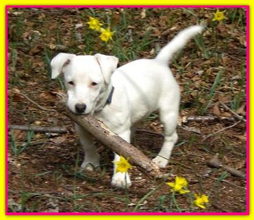 Margot, Jack Russell