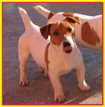 Margot, Jack Russell