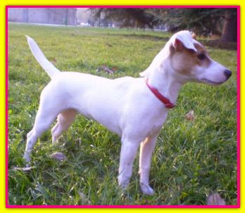 Martina, Jack Russell