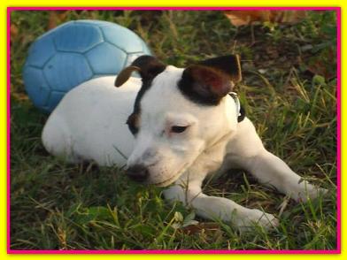 Matita, Jack Russell
