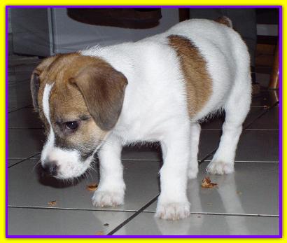 Matly, Jack Russell