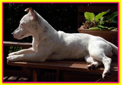 Maya, Jack Russell