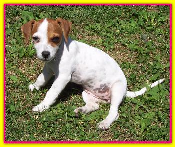 Melody, Jack Russell