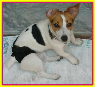 Mia, Jack Russell