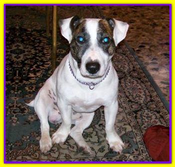 Milo, Jack Russell