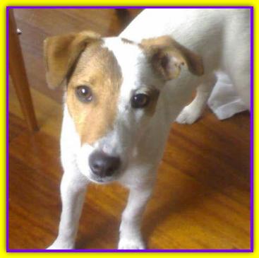 Milo, Jack Russell
