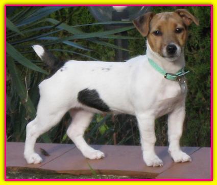 Mina, Jack Russell