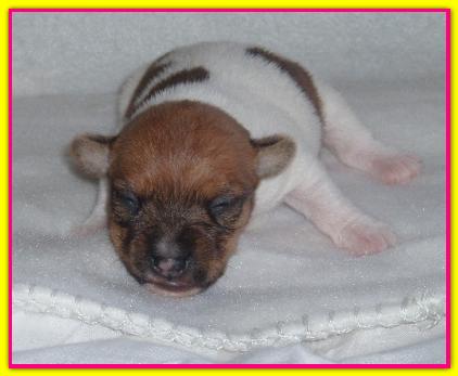 Minou, Jack Russell