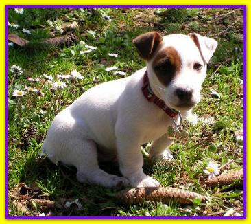 Miro, Jack Russell