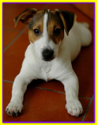 Mi�, Jack Russell