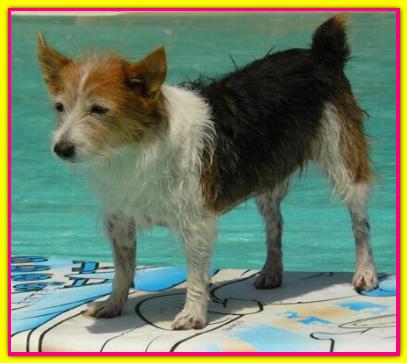 Mouche, Jack Russell