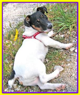 Muttley, Jack Russell
