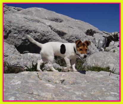 Mya, Jack Russell